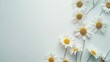 chamomile daisy flowers on white background. generative ai