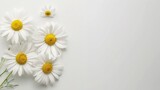 Fototapeta Sport - chamomile daisy flowers on white background. generative ai