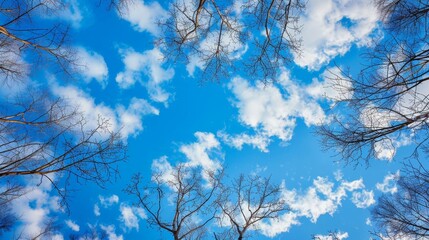 Wall Mural - Looking through tree branches at sky