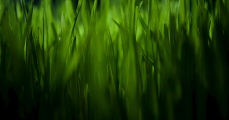 Wall Mural - light shining through fresh spring grass. vibrant green meadow showing tranquility of spring, enviro