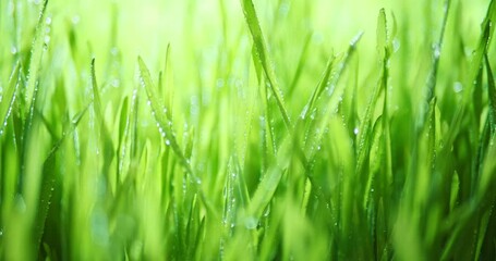Wall Mural - sunlight shining through fresh spring grass with dew drops. vibrant green meadow with shiny water dr