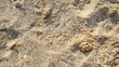 Giraffes and sand with small animal print