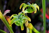 Fototapeta  - Beautiful exotic plants of Sarracenia flava x oreophila in botanical garden. It is insectivorous plant. 