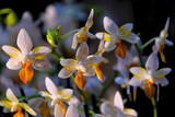 Fototapeta  - Beautiful exotic flowers of Palaenopsis Mini Mark in botanical garden