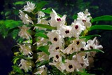 Fototapeta  - Beautiful exotic flowers of orchid Dendrobium Winter Storm, Yamamoto in botanical garden