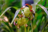 Fototapeta  - Beautiful exotic plants of Sarracenia flava x oreophila in botanical garden. It is insectivorous plant. 