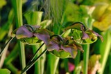 Fototapeta Kwiaty - Beautiful exotic plants of Sarracenia flava x oreophila in botanical garden. It is insectivorous plant. 