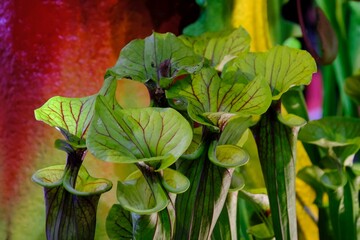 Wall Mural - Beautiful exotic plants of Sarracenia flava x oreophila in botanical garden. It is insectivorous plant. 