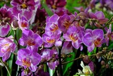Fototapeta  - Beautiful exotic flowers of orchid Phalaenopsis in botanical garden