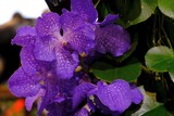 Fototapeta  - Beautiful exotic flowers of violet orchid Vanda in botanical garden
