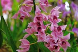 Fototapeta  - Beautiful exotic flowers of orchid Cymbidium Devon Wine 