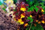 Fototapeta  - Beautiful exotic flowers Yellow and maroon Oncidium orchid hybrid flowers grow in a botanical garden