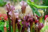 Fototapeta  - Beautiful exotic flowers of Sarracenia purpurea (purple pitcher plant, northern pitcher plant, turtle socks, side-saddle flower). It is insectivorous plant.