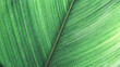 Green palm leaf macro, textured tropical leaves summer tropical plant as natural background. Green monochrome aesthetic botanical texture, wild nature foliage scenery, selective focus, close up