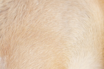 Wall Mural - Dog fur soft smooth patterns light brown  texture or Nature animal hair on background