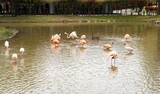 Fototapeta Na ścianę - 순천만국가정원의 홍학(flamingos)