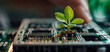 Tree plant growing from computer chip , Green tree sprout on a computer chip , 