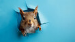A playful squirrel peeking through a hole in a bright blue paper wall, copy space.