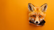 A sweet baby fox peeking through a hole in a warm orange paper wall, copy space.