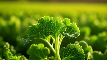 Canvas Print -  Vibrant green leaves in a field symbolizing growth and nature