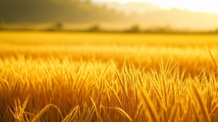 Poster -  Golden Harvest  A field of ripe wheat under the sun