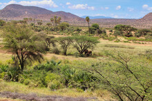 A Group Of Elephants Take Shelter From The Heat Of The Afternoon In This Panoramic View Of The Vast Samburu With Dense Bush,savanna And Hills At The Buffalo Springs Reserve In Samburu County, Kenya