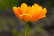 Blooming orange terry tulip bud