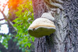 A large tinder mushroom grows on the trunk of a tree