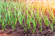 Young garlic sprouts in a garden bed or plantation
