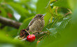 A baby bird sits on a cherry branch.