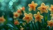   A blurry background lies behind a foreground of yellow daffodils, each with water droplets