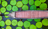 Fototapeta  - A top view of a boat among the leaves of giant water lillies on the lake