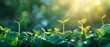 Sprouts reach for the light, echoing ESGs call for clean, green tech solutions