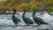 Galapagos cormorants stroll along the ocean.