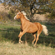 Nice palomino horse running