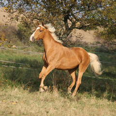 Wall Mural - Nice palomino horse running