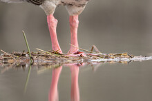 Greylag Goose Legs, Bird Legs, Close-up Of Bird Legs, Structure Of Bird Legs, Anser Anser, Nest Structure, Greylag Goose Nest, Anatomical Details