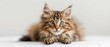 Siberian cat kitten on a white background. Blotched tabby with white.