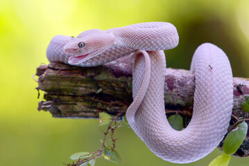 Wall Mural - Lesser Sunda pit viper (Trimeresurus insularis) on a tree branch