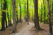 A hiking trail through a forest of green leafy trees in Minnesota
