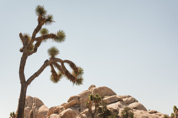 Joshua Tree (Yucca brevifolia) spiky surface & green palm like leaves