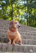 brown old dachshund dog sitting on the stairs and enjoying the hot weather of a hot summer in the city