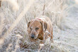 Brown puppy dachshund walking on the frozen field with winter sun shining. 