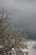 Cherry tree in bloom with flowers on tree against stormy sky Springtime background with selective focus. Prunus avium