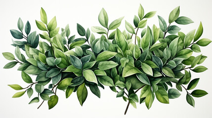 Wall Mural - watercolor of green leaves