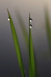 Fototapeta Sawanna - dew drops on grass