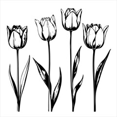 Wall Mural - Four tulips are drawn in black and white. flowers are tall and slender, with long stems and green leaves. Scene is serene and peaceful, as the flowers are depicted in a calm and still setting