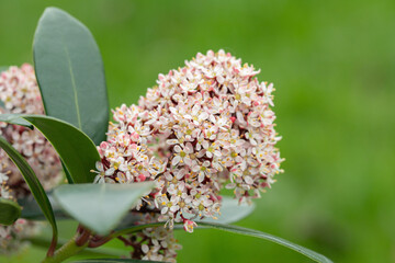 Wall Mural - inflorescence of a japanese skimmia (skimmia japonica). space for your text.