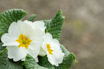 Wall Mural - blooming white primrose with yellow center. space for your text.