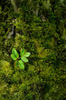 Green leaf on mossy tree trunk in forest, abstract natural background. Beautiful image of spring, summer nature. wildlife, ecology, environment, earth day concept.